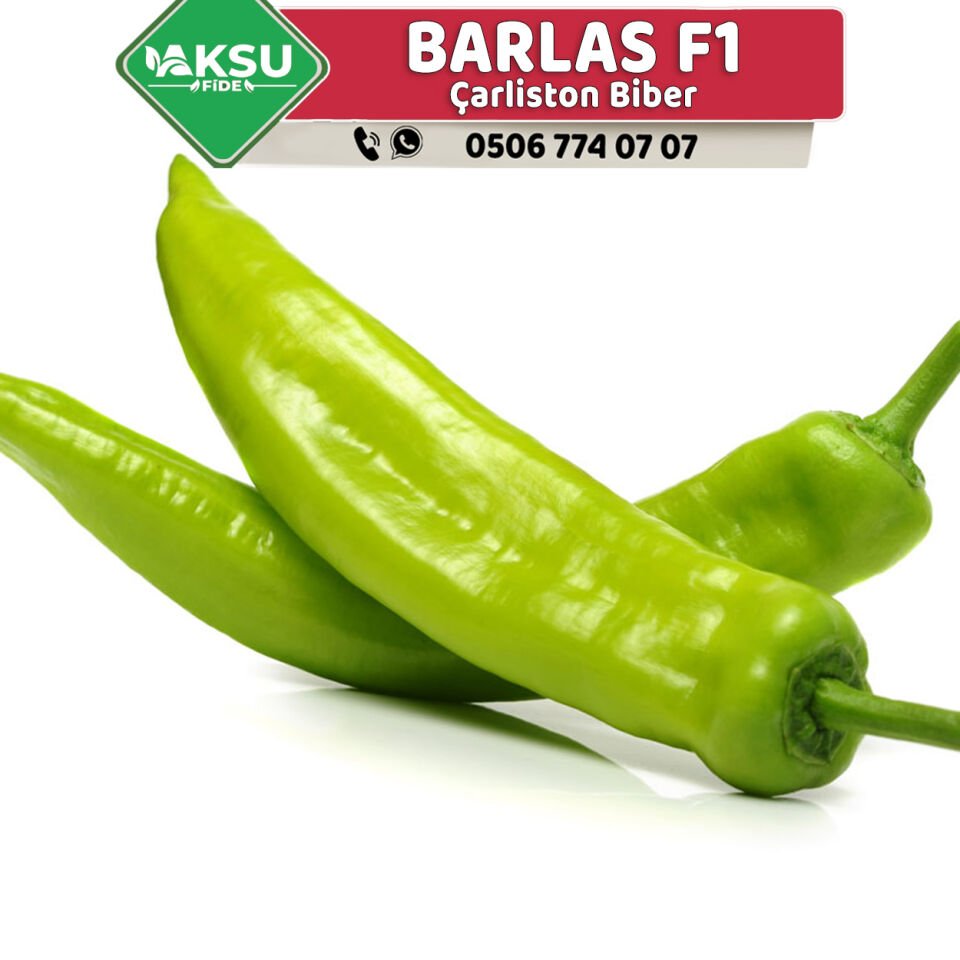 Barlas F1 Çarliston Biber Fidesi