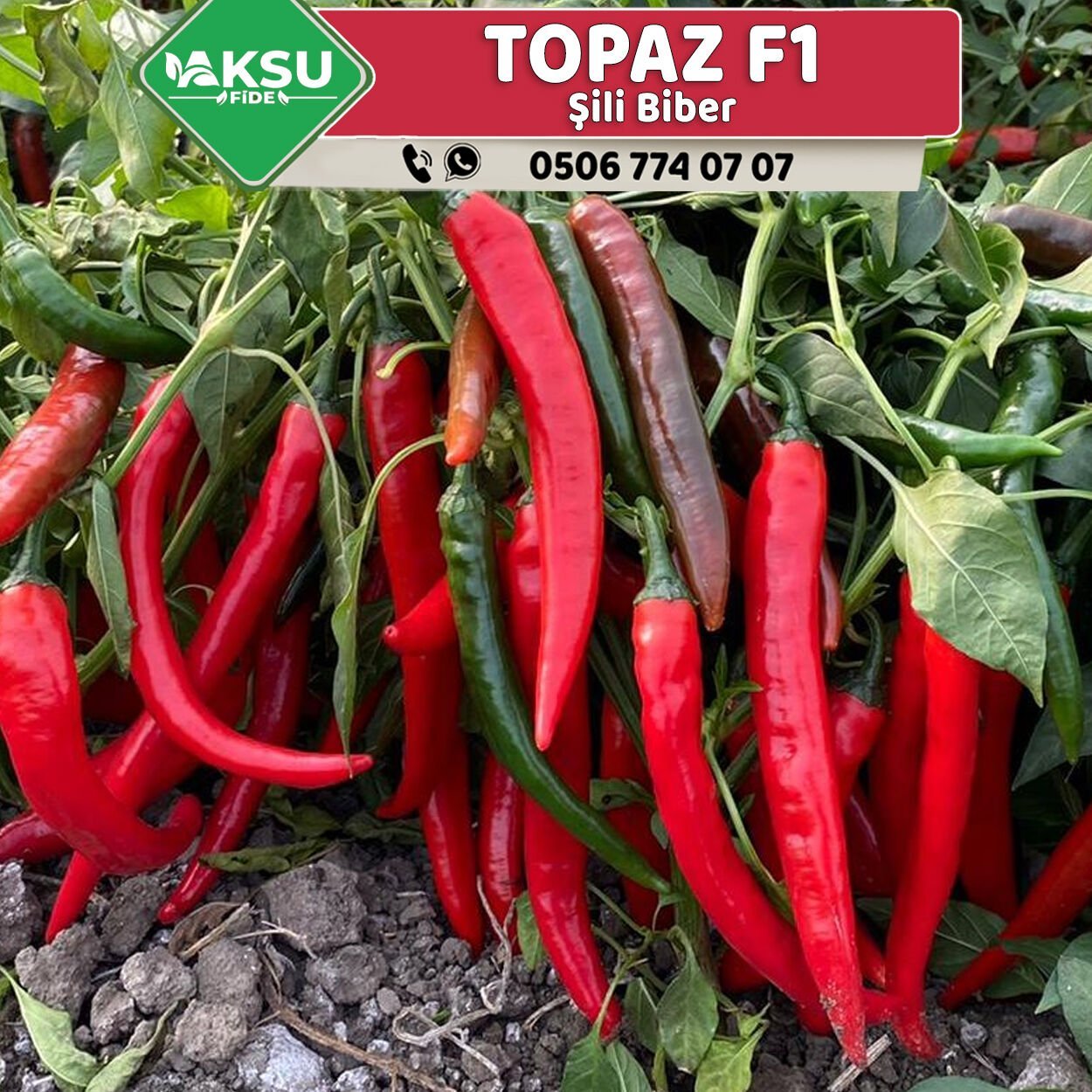 Topaz F1 Şili Biber Fidesi