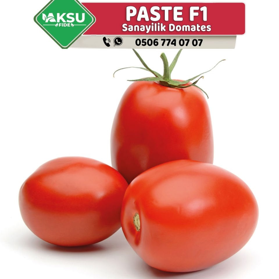 Paste F1 Oturak Salçalık Domates
