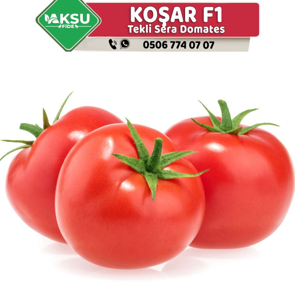 Koşar F1 Tek Ekim Domates Fidesi