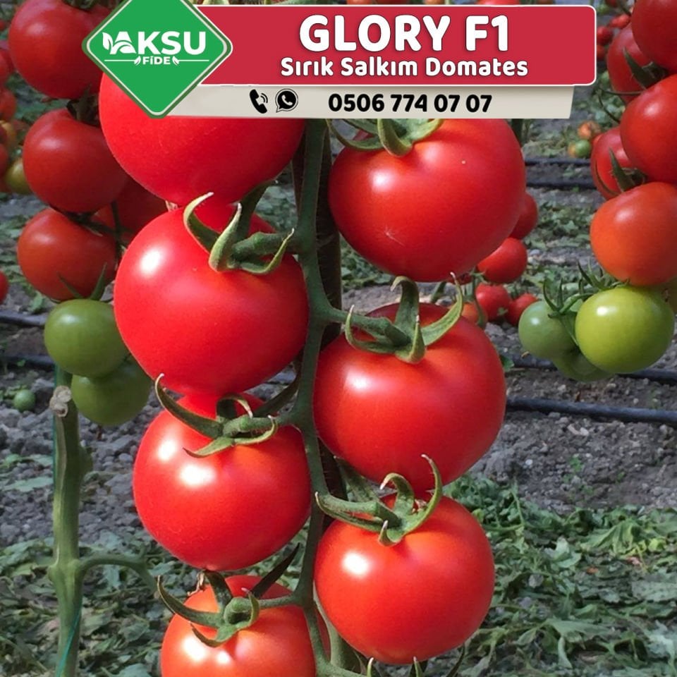 Glory F1 Sırık Salkım Domates Fidesi