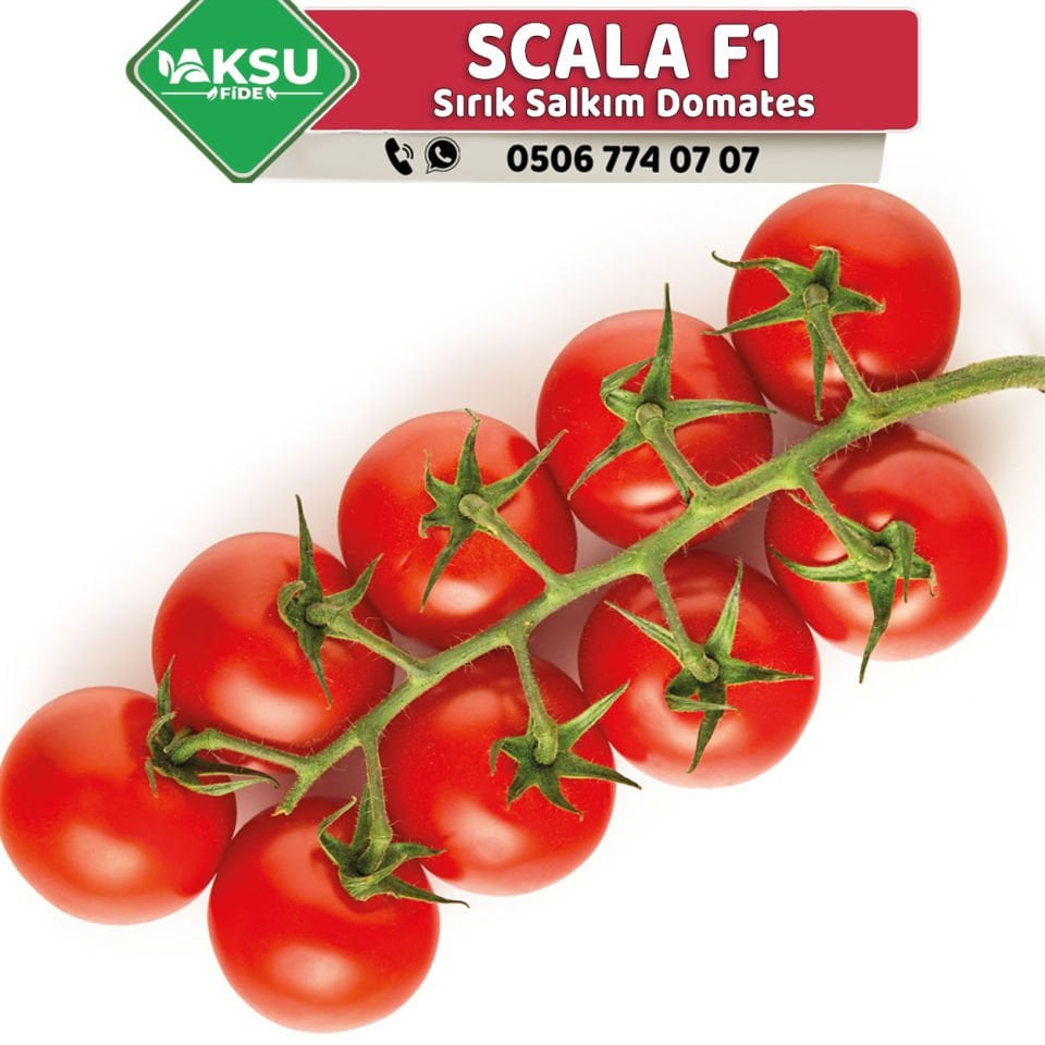 Scala F1 Sırık Salkım Domates Fidesi
