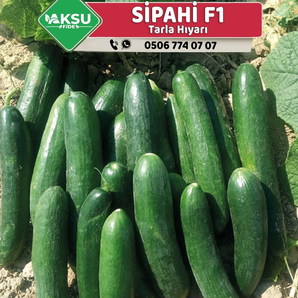 Sipahi F1 Tarla Hıyarı Fidesi