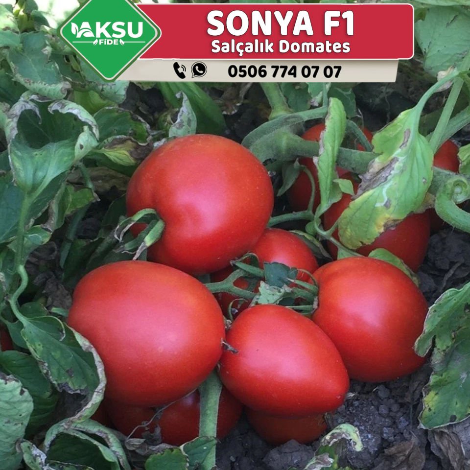Sonya F1 Oturak Domates Fidesi
