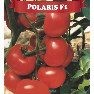 Polaris F1 Sırık Domates Fidesi