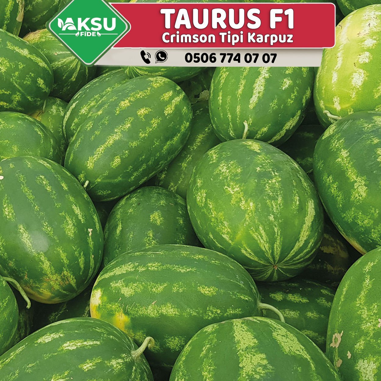 Taurus F1 - Ala Karpuz Fidesi