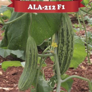 Ala-212 F1 - Hibrit Ala Acur Tohumu 1000 Adet