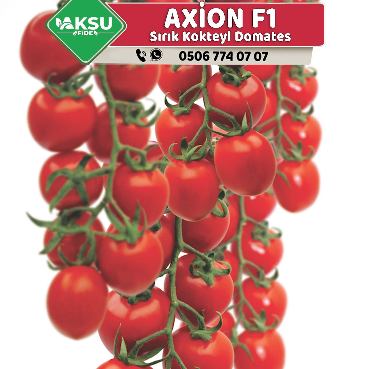Axion F1 Sırık Kokteyl Domates Fidesi