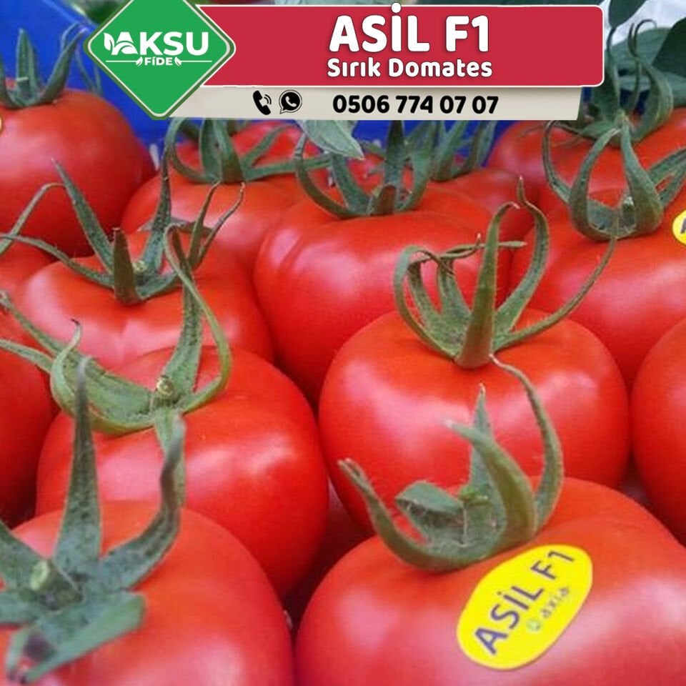 Asil F1 Sırık Domates Fidesi