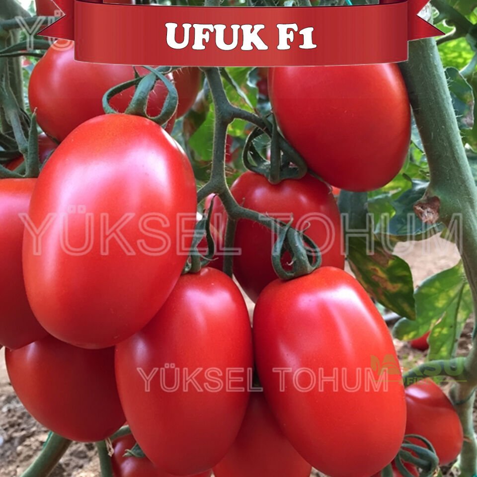 Ufuk F1 Sırık Domates Tohumu