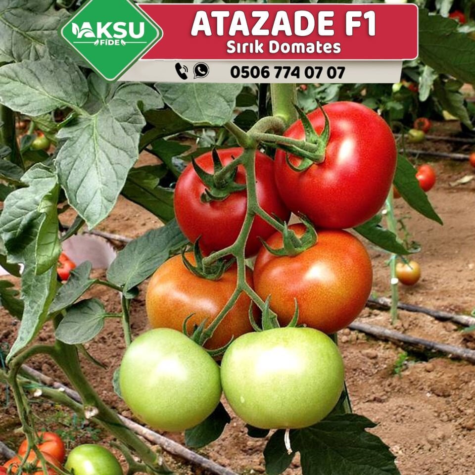 Atazade F1 Sırık Domates Fidesi
