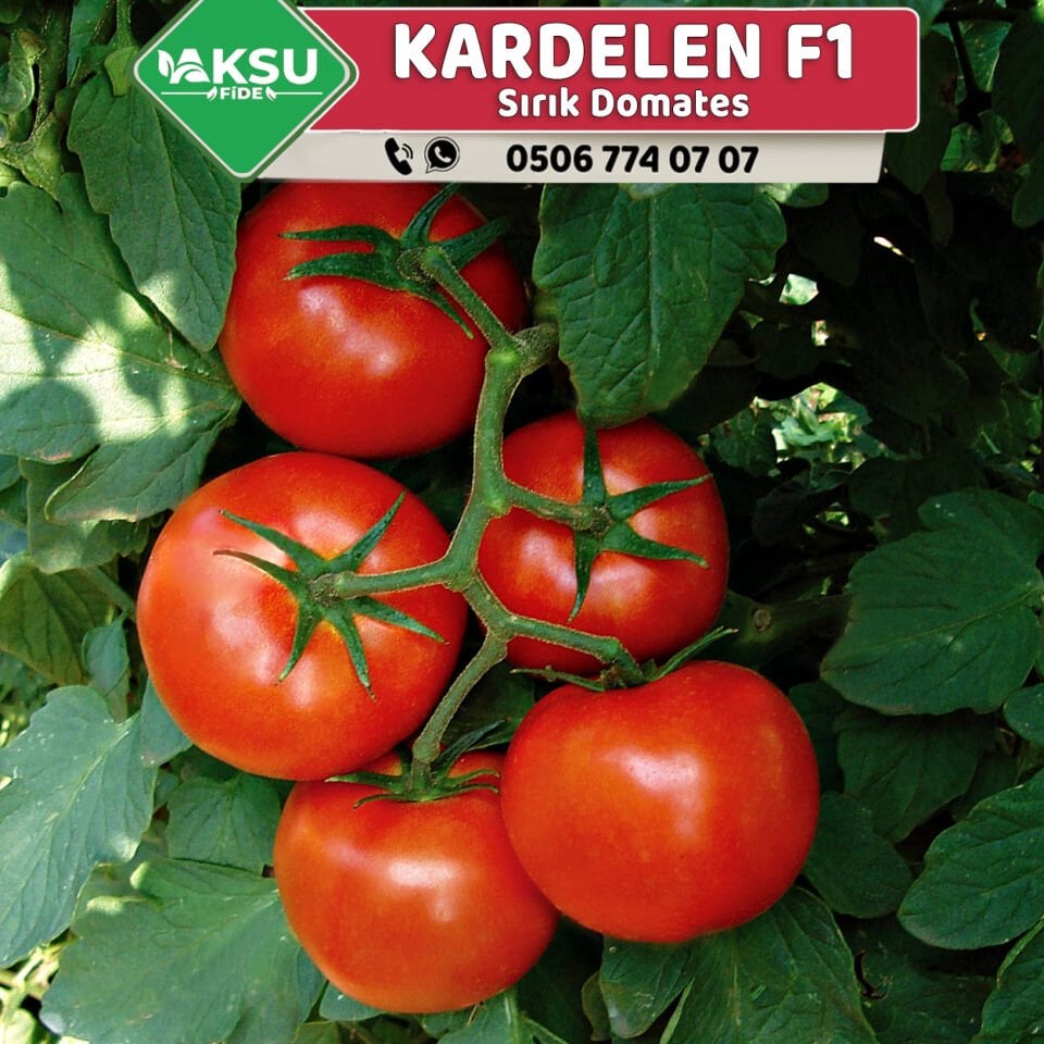 Kardelen F1 Sırık Domates Fidesi