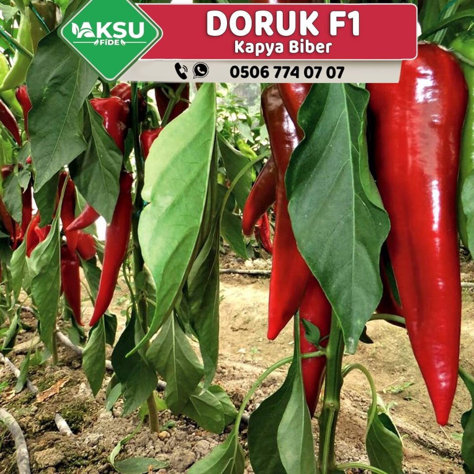 Doruk F1 Kapya Biber Fidesi