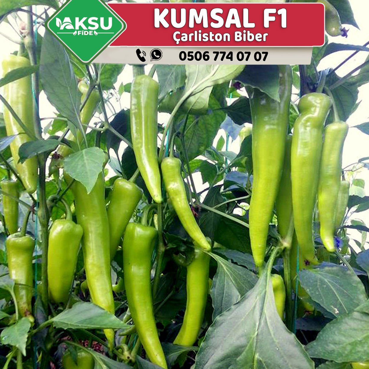 Kumsal F1 Çarliston Biber Fidesi
