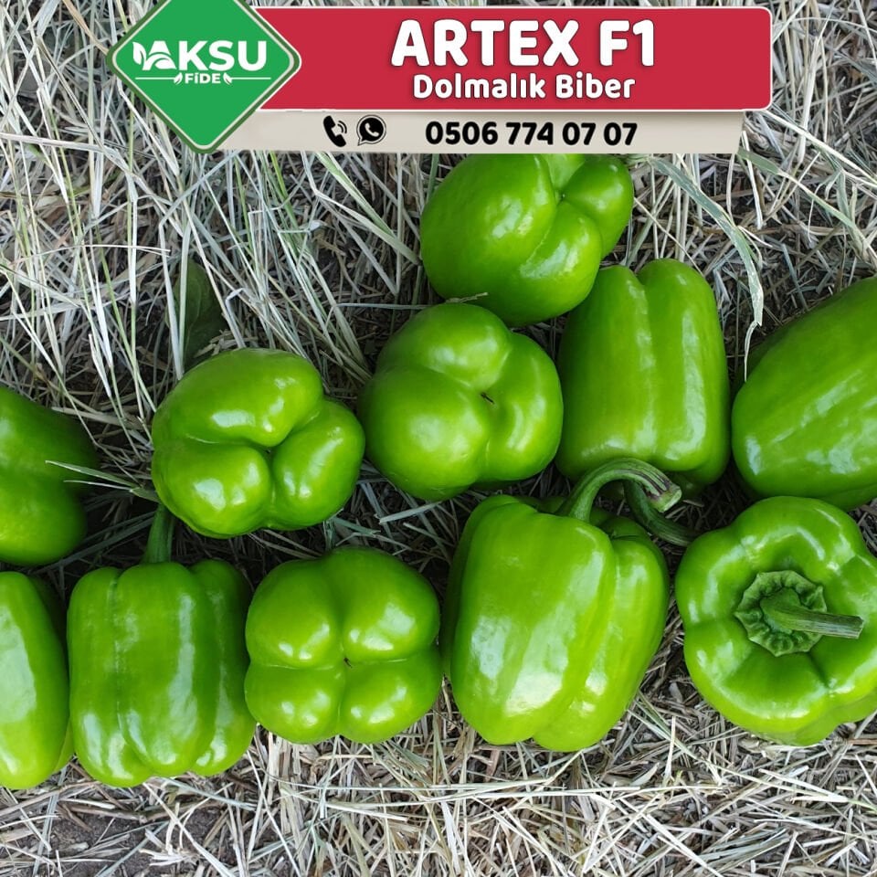 Artex F1 Dolma Biber Fidesi