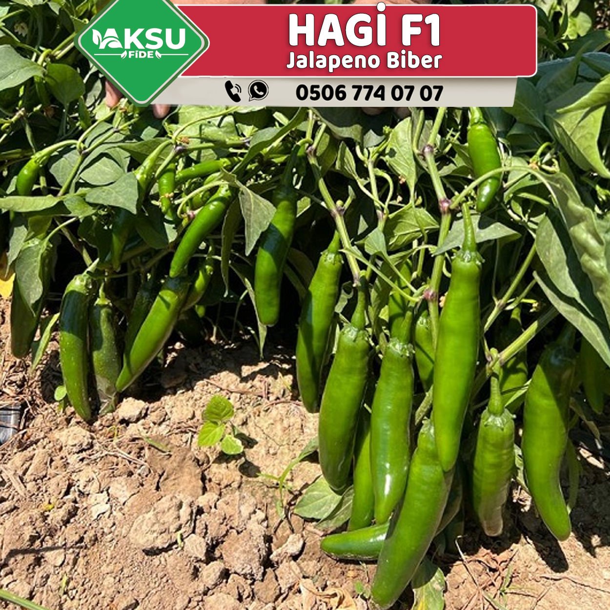 Hagi F1 Jalapeno Biber Fidesi