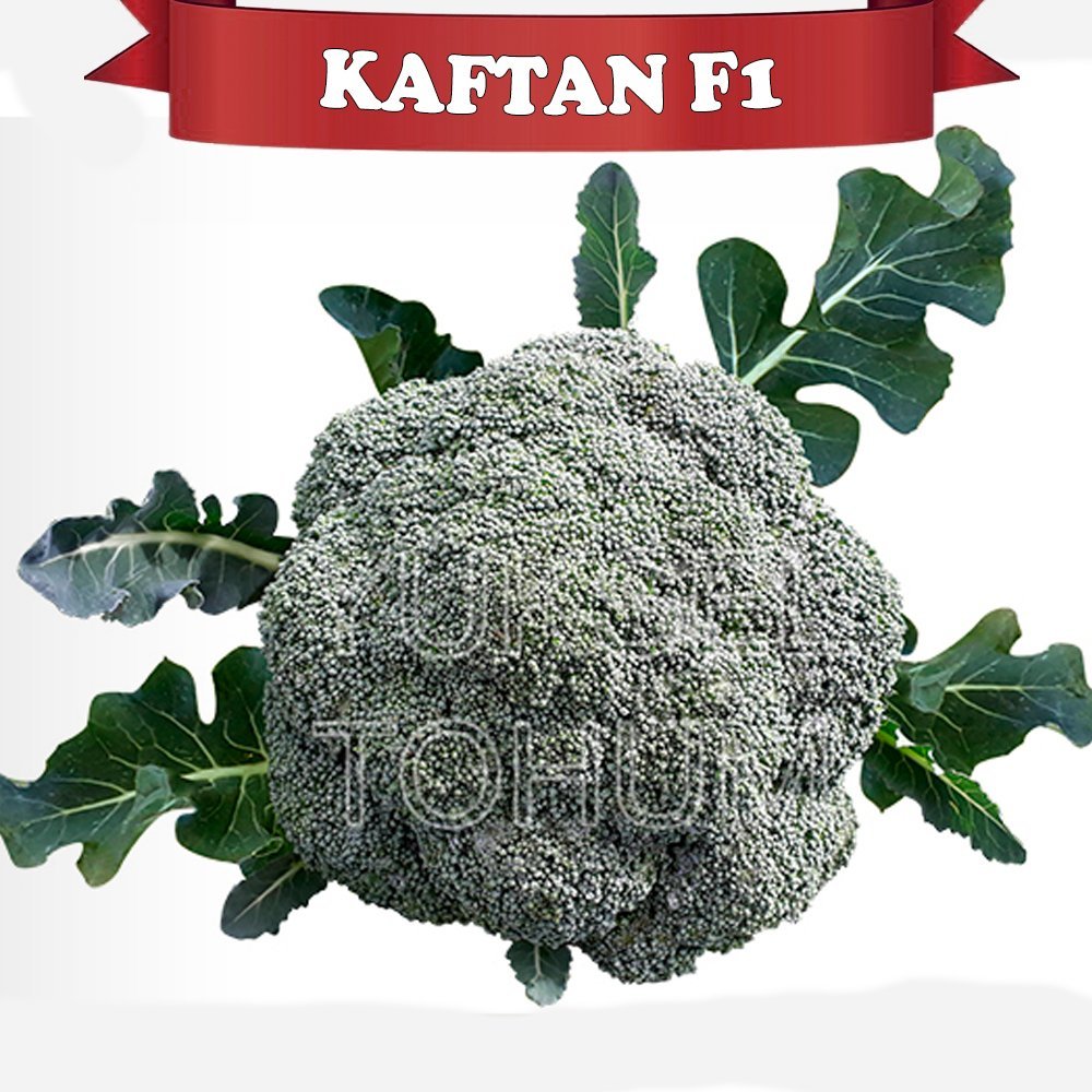 Kaftan F1 Brokoli Tohumu