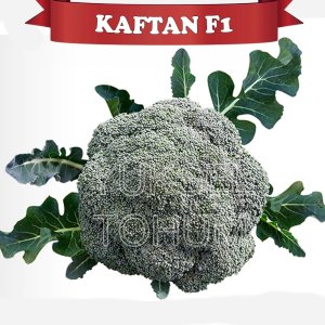 Kaftan F1 Brokoli Tohumu