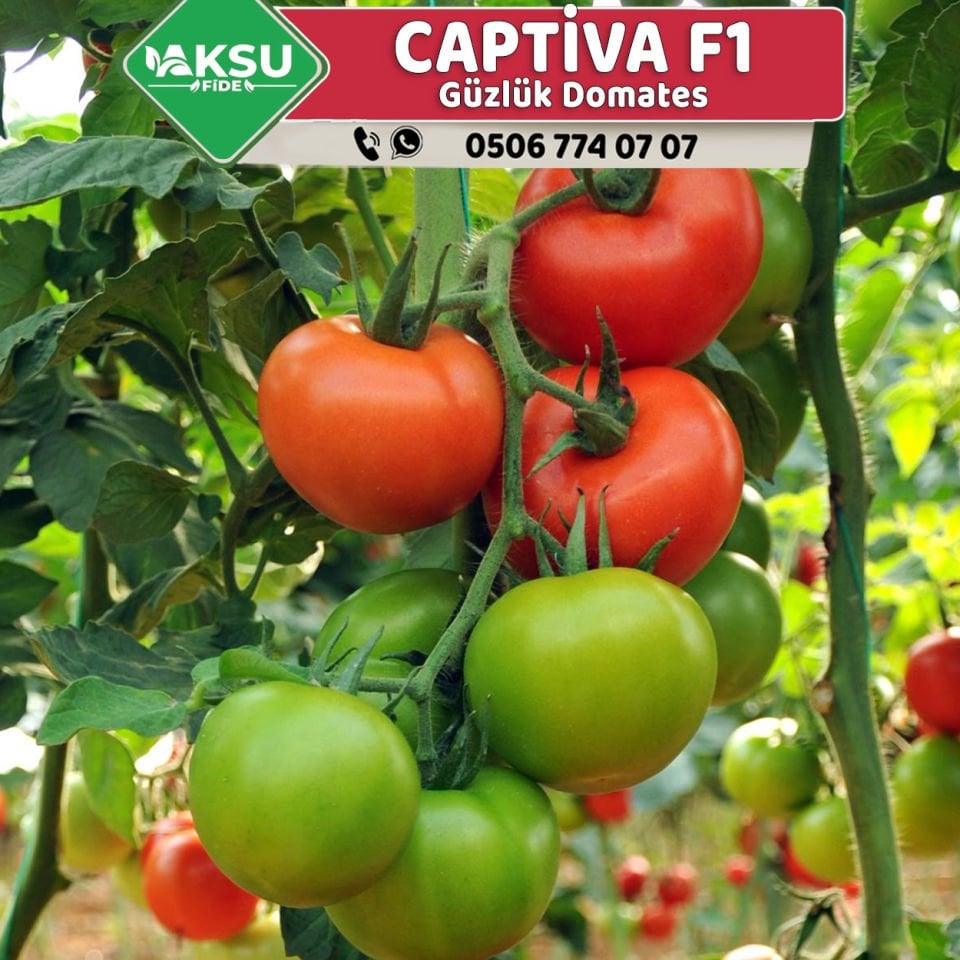 Captiva F1 Güzlük Domates Fidesi