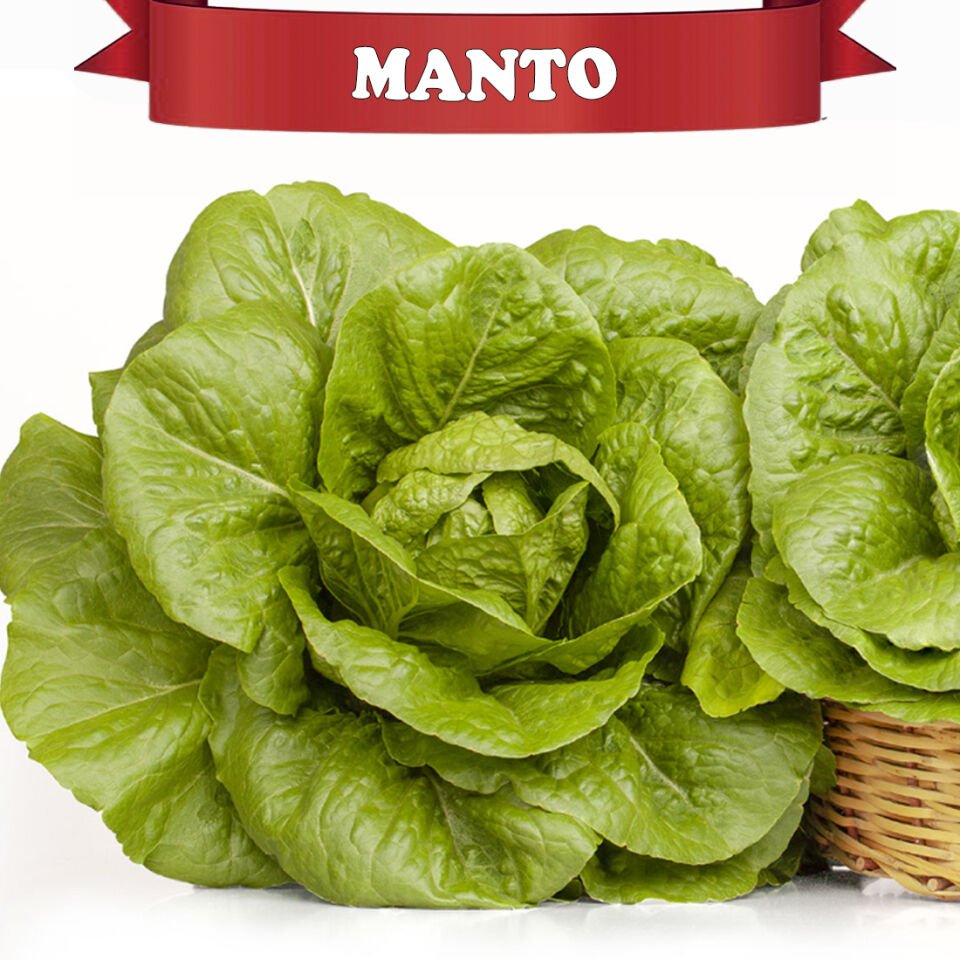 Manto Yedikule Marul Tohumu 10.000 Adet