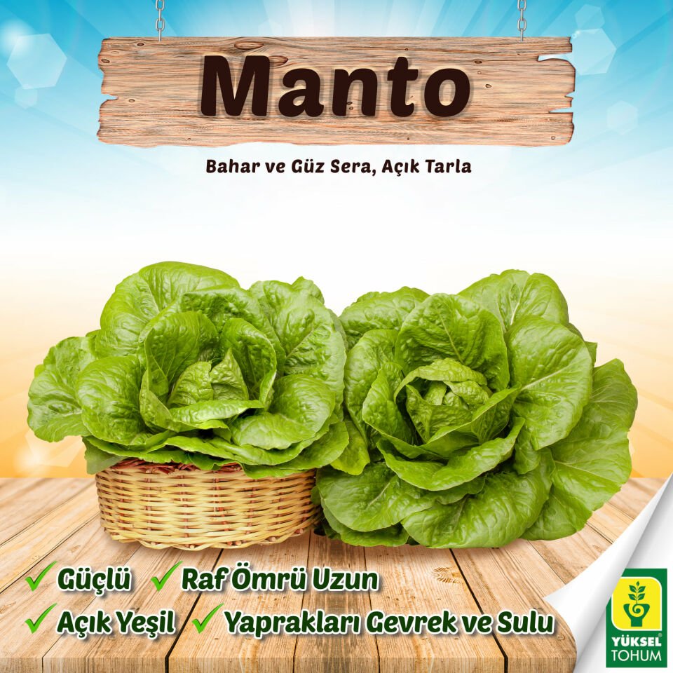Manto Yedikule Marul Tohumu 10.000 Adet