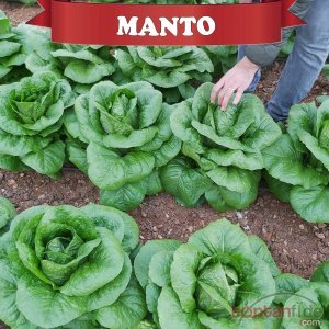 Manto Yedikule Marul Tohumu 10.000 Adet