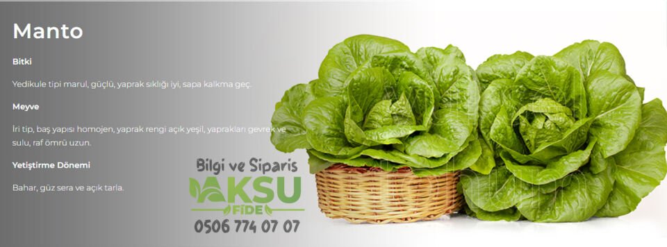 Manto Yedikule Marul Tohumu 10.000 Adet