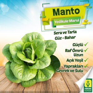 Manto Yedikule Marul Tohumu 10.000 Adet