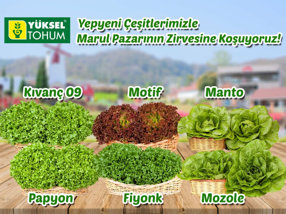 Manto Yedikule Marul Tohumu 10.000 Adet