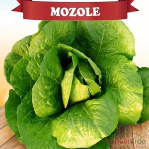 Mozole Yedikule Marul Tohumu 10.000 adet