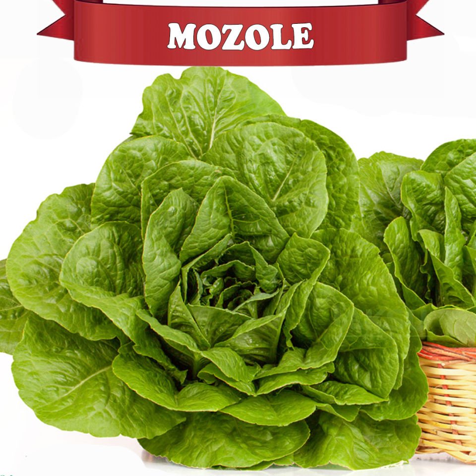 Mozole Yedikule Marul Tohumu 10.000 adet