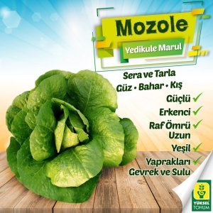 Mozole Yedikule Marul Tohumu 10.000 adet