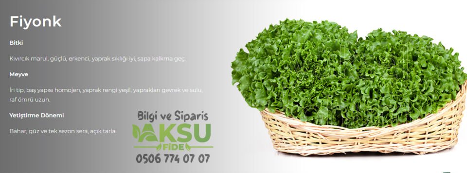 Fiyonk Kıvırcık Marul Tohumu 10.000 Adet