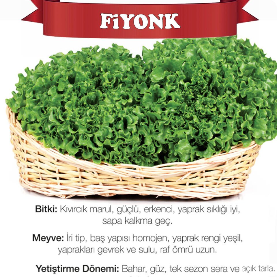 Fiyonk Kıvırcık Marul Tohumu 10.000 Adet