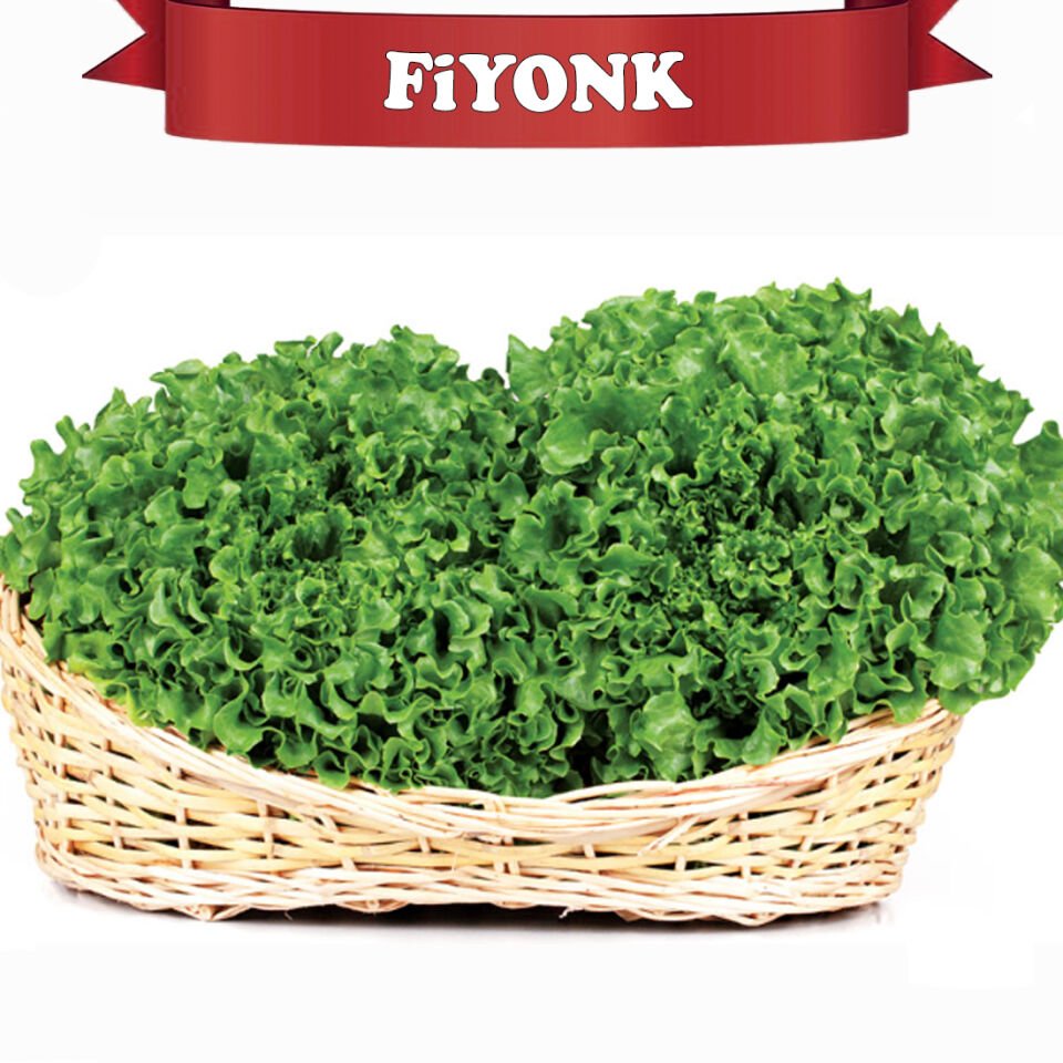 Fiyonk Kıvırcık Marul Tohumu 10.000 Adet