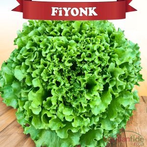 Fiyonk Kıvırcık Marul Tohumu 10.000 Adet