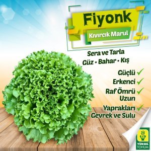 Fiyonk Kıvırcık Marul Tohumu 10.000 Adet