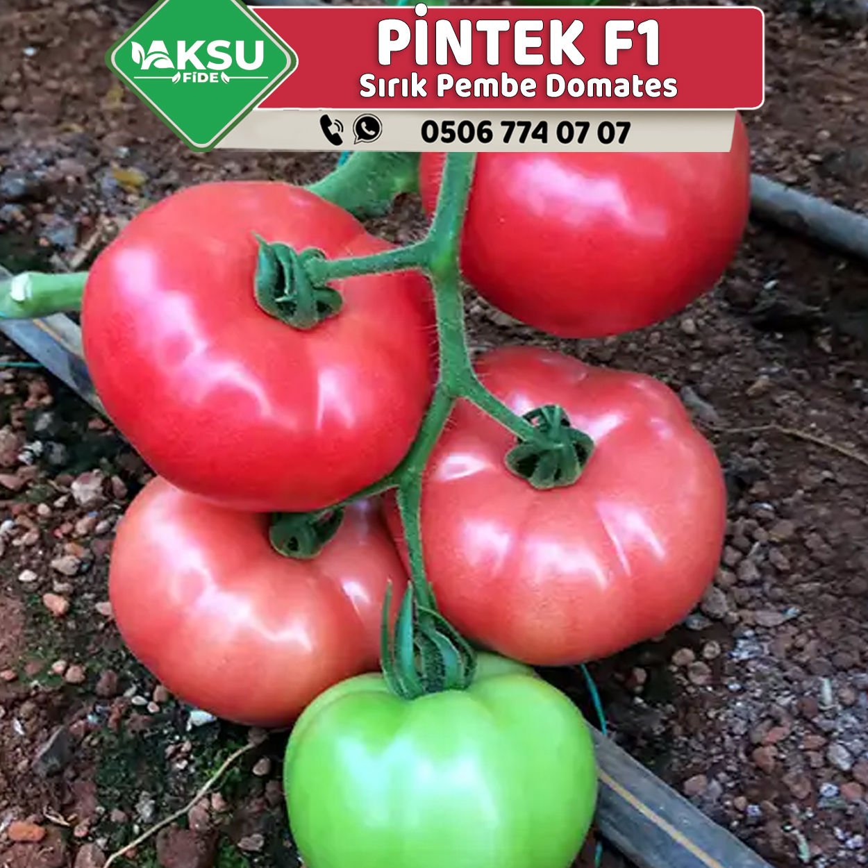 Pintek F1 Sırık Pembe Domates Fidesi