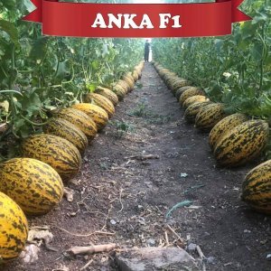 Anka F1 Kırkağaç Kavun Tohumu