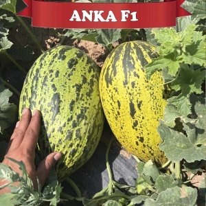 Anka F1 Kırkağaç Kavun Tohumu