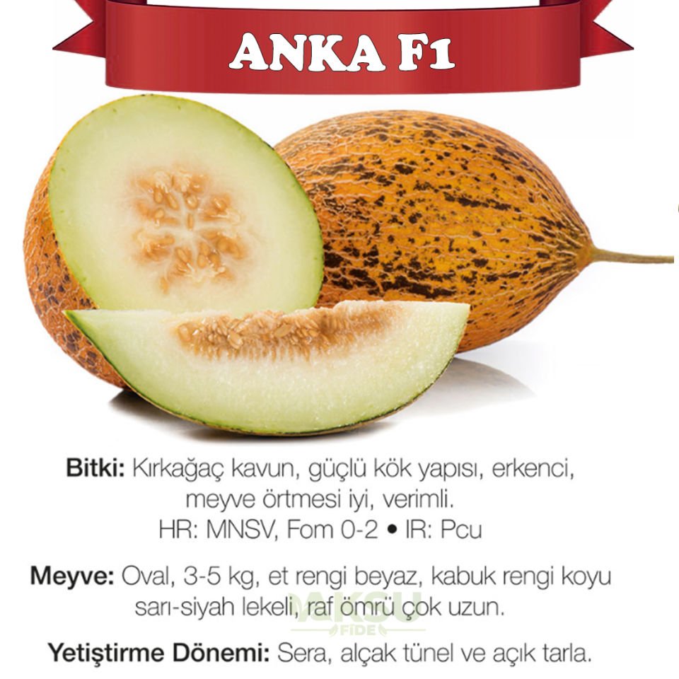 Anka F1 Kırkağaç Kavun Tohumu