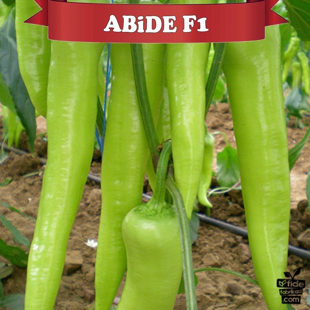 Abide F1 Çarliston Biber Tohumu