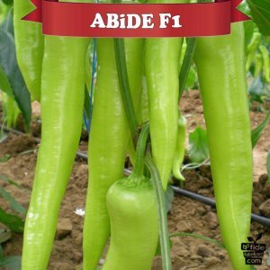 Abide F1 Çarliston Biber Tohumu