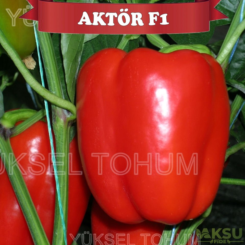 Aktör F1 Kırmızı Dolma Biberi Tohumu
