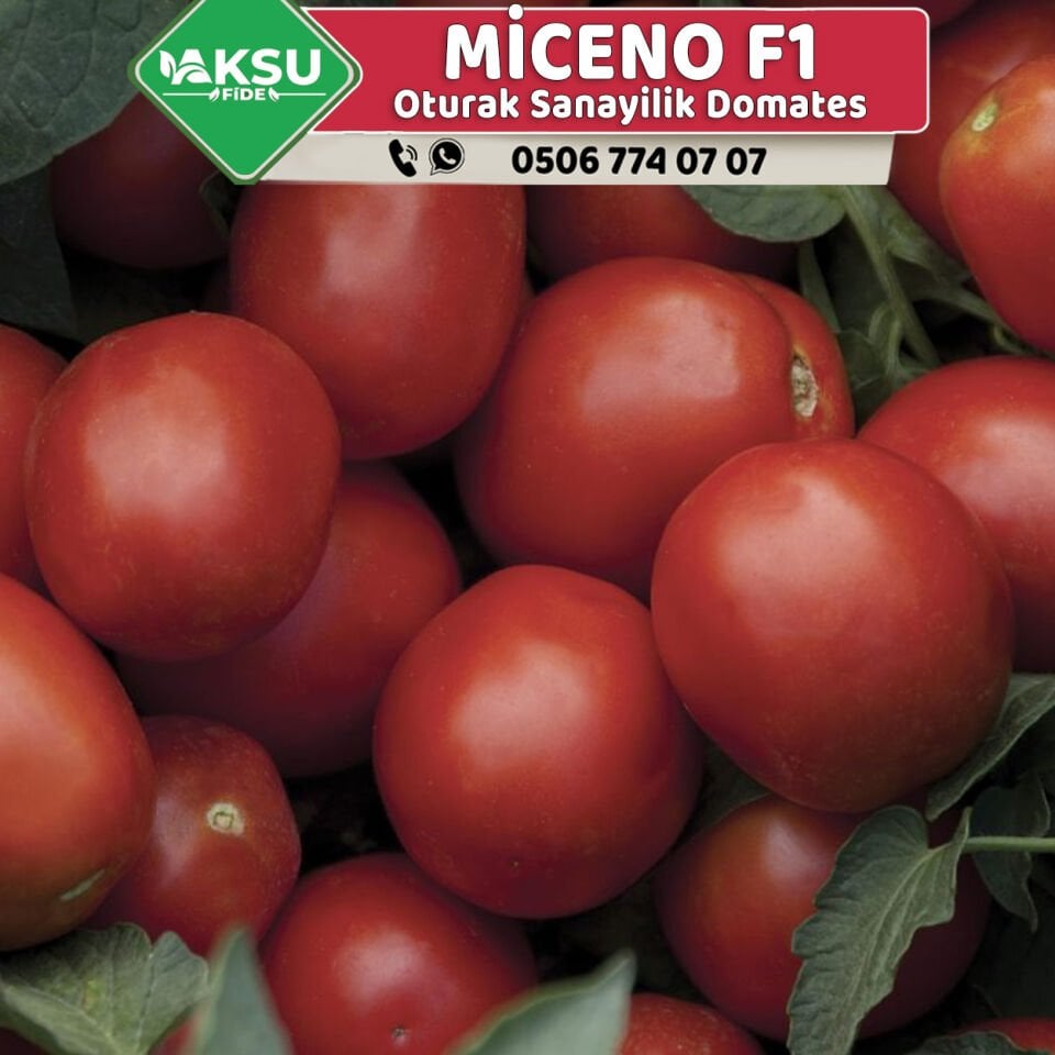 Miceno F1 Sanayilik Domates Fidesi