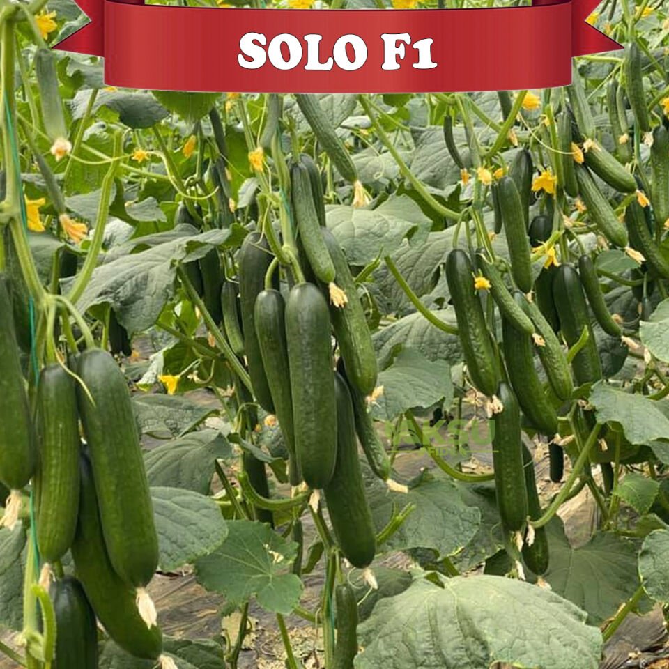 Solo F1 Sırık Multi Hıyar Tohumu