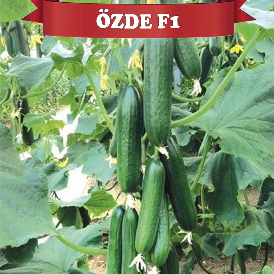Özde F1 Sırık Hıyar Tohumu