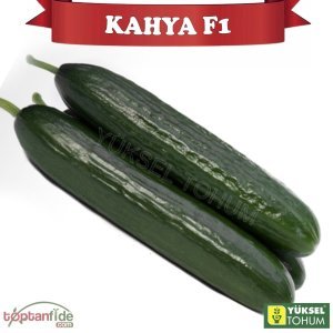 Kahya F1 Sırık Hıyar Tohumu