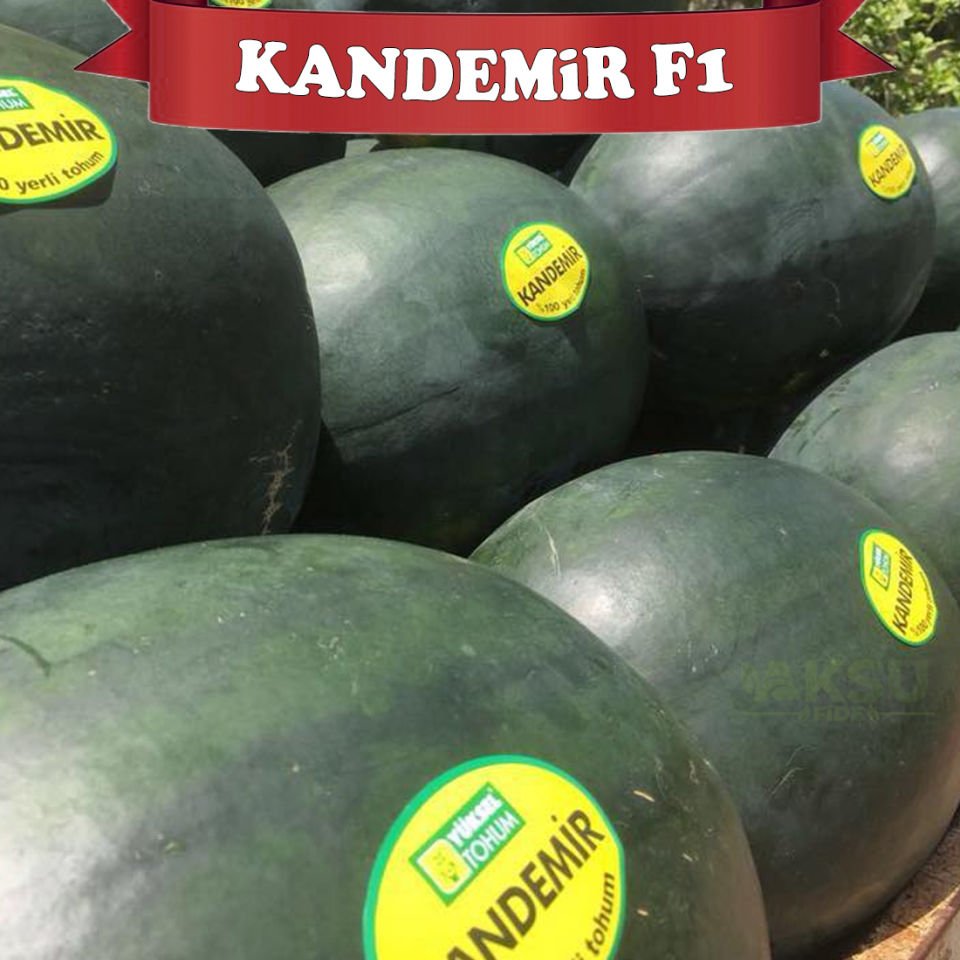 Kandemir F1 Siyah Karpuz Tohumu