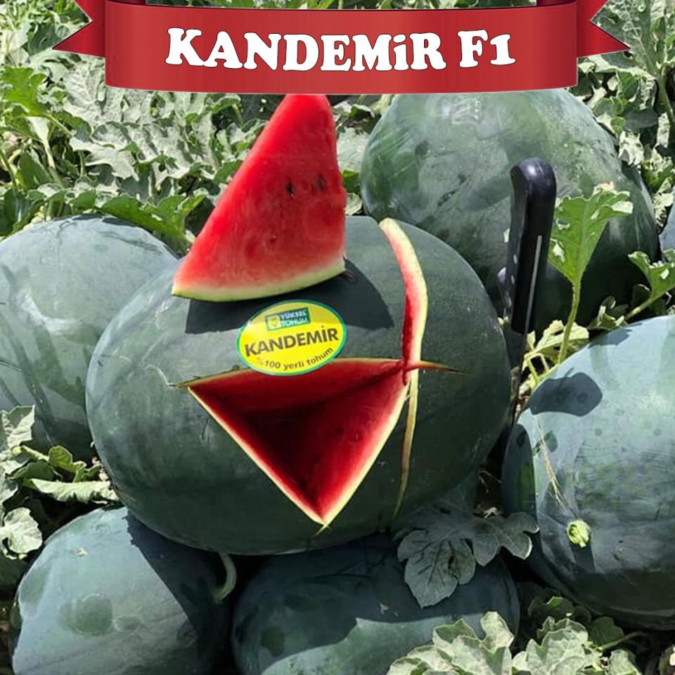 Kandemir F1 Siyah Karpuz Tohumu